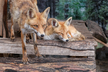 two red foxes close-up portrait natural live in a cute and funny pose on a beautiful wooden bridge in the zoo
