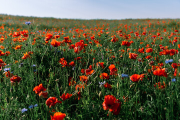 A field with flowering red field poppies, also known as common poppy or corn poppy mixed with blue cornflowers