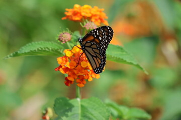 Monarch butterfly on flower