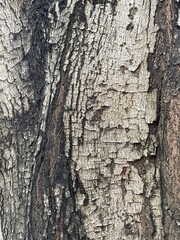 bark of a tree