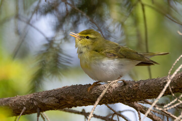 Wood Warbler