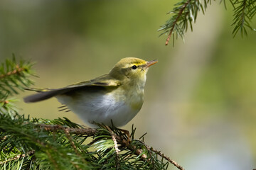 Wood Warbler