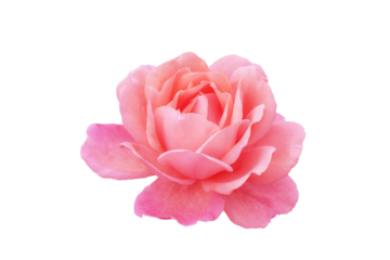 Single rose flower in pastel pink, isolated, png format.