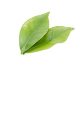 immagine in primo piano di foglie di colore verde brillante isolate su sfondo trasparente, vista dall'alto