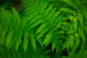 Fern green swirl. Natural textured backgrounds. Wild forest.