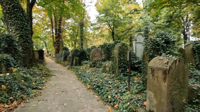  krakow-poland. The tombstones and paths in Krakow's famous Jewish cemetery are covered with fall leaves and ivy