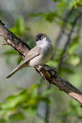 Blackcap