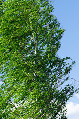 Beautiful green birch against the blue sky.