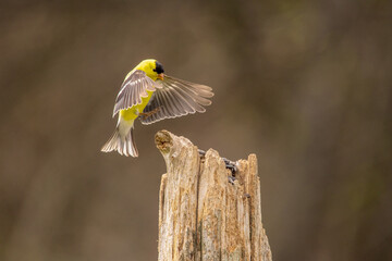 Male Goldfinch in flight over a fence post