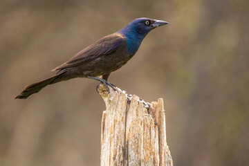 Grackle perched on a fence post