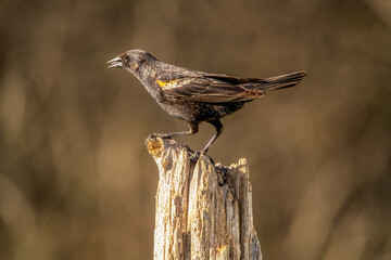 Red Winged Blackbird male perched on a fence post