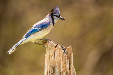 blue jay perched on a fence post