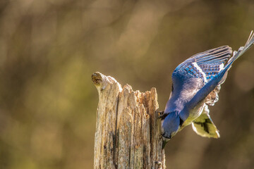 Blue Jay trying to find a seed on a post