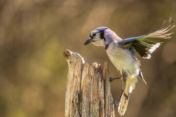 blue jay landing on a post in Spring