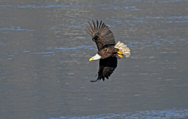 Bald Eagle Gliding over the Ocean Surface. Alaska, USA. Morning light