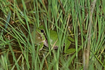 Rufender Laubfrosch (Hyla arborea) im Tümpel