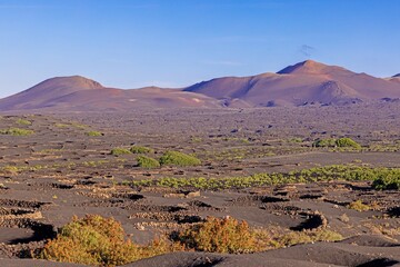 Panoramic view over barren volcanic Timanfaya National Park on Lanzarote with vines