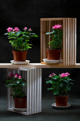 Potted indoor rose bushes on a dark background