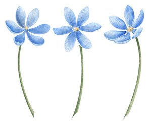 Set of blue Flowers. Hand drawn watercolor illustrations of forest plants liverworm on white isolated background. Botanical drawing of hepatica. Floral sketch for greeting cards or wedding invitations