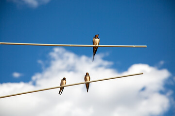 Fototapeta na wymiar Three barn swallow perched on an old tv antenna in summer