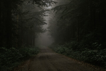 Foggy westcoast forest 
