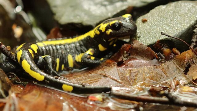 Im Bach sitzender Feuersalamander (Salamandra salamandra)

