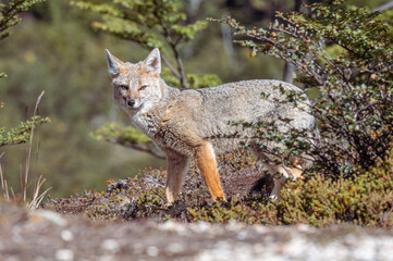 Grey Fox