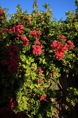 Fototapeta na wymiar a bunch of red and pink bouganvillea flower on a garden wall