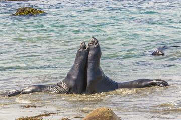 Obraz premium sealion fightiong at the beach in San Simeon
