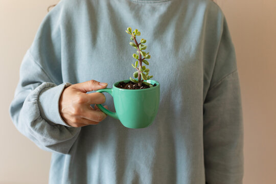 crassula ovata planted in a mug