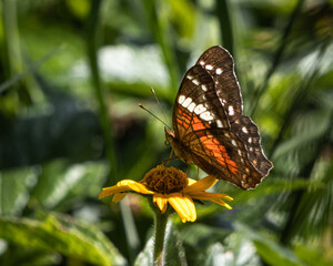 Butterfly on a flower