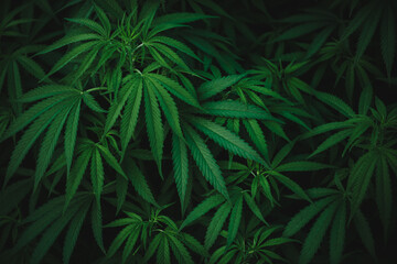 marihuana medical leaves - obrazy, fototapety, plakaty