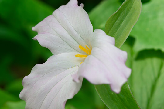 Micro Horizontal landscape Photograph of Great white trillium herbaceous perennial wildflower in northeast America. Bright yellow stamen, All On a green background. Nature in the Appalachians.