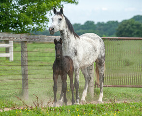 Hanoverian Warmblood mare horse with  foal in wire fenced paddock