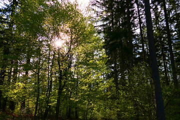Fototapeta na wymiar Sonnenlicht im Wald