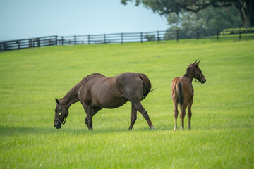 Mare and foal horses in lush green pasture