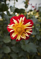 Colorful Dahlias growing at a Dahlia farm