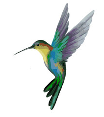 hummingbird on a white background