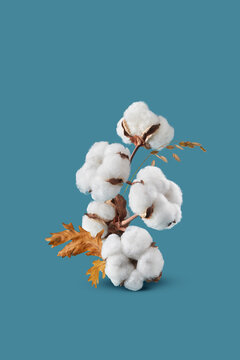 Branch with fluffy cotton on blue background.
