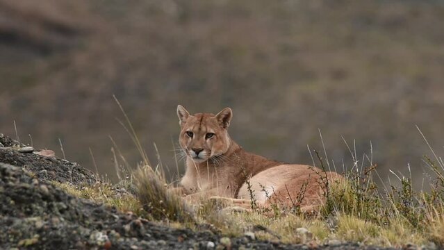 Young beautiful puma male with splendid color of fur laying on hills in mountains of Patagonia in Chile and moving his head. High quality FullHD footage