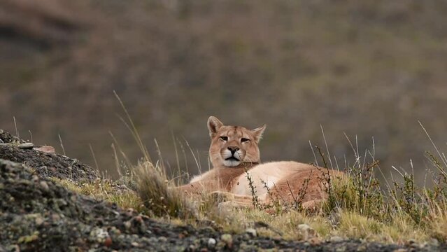 Young beautiful puma male sleeping and waking up and yawning on hills in mountains of Patagonia in Chile. . High quality FullHD footage