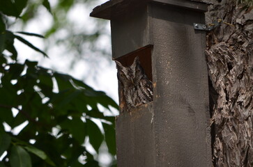 Owl in a nest
