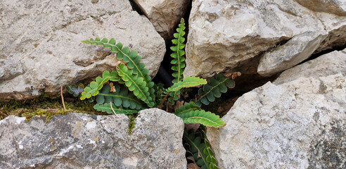 A green wild fern grows between the stones