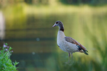 Portrait of a egyptian goose standing in the nature habitat. (Alopochen aegyptiaca)