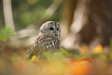 tawny owl sitting on the ground in autumn forest. attractive owl portrait with blurred background. Strix aluco. Wildlife scene from european nature.