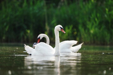 Two mute swan swimming on the lake. Wildlife scene with a swan. Cygnus olor.