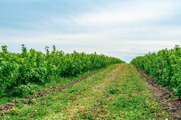 Fototapeta na wymiar Currant bushes are planted in the field in rows. Green berry bushes