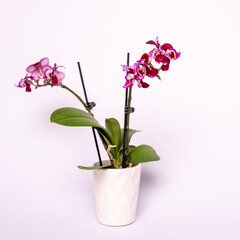Naklejka na ściany i meble Purple orchid flower phalaenopsis. Orchid in a small pot on white background. Home flower decor.