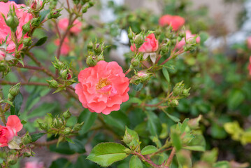 Dwarf roses. Beautiful coral miniature rose or fairy rose
