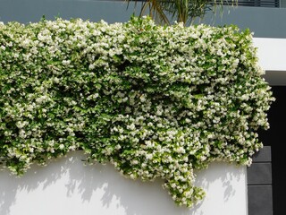 Southern or star jasmine, in full bloom, covering a wall